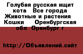Голубая русская ищит кота - Все города Животные и растения » Кошки   . Оренбургская обл.,Оренбург г.